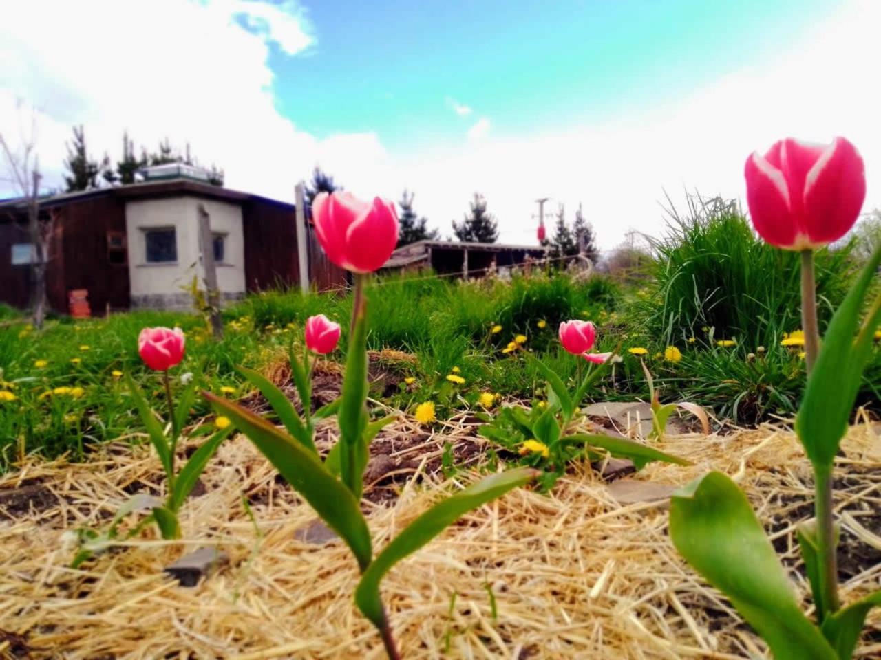 Arriba La Luna - Ecovilla Rural Trevelín Ngoại thất bức ảnh
